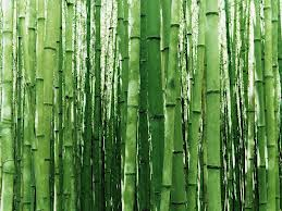 bambu.png